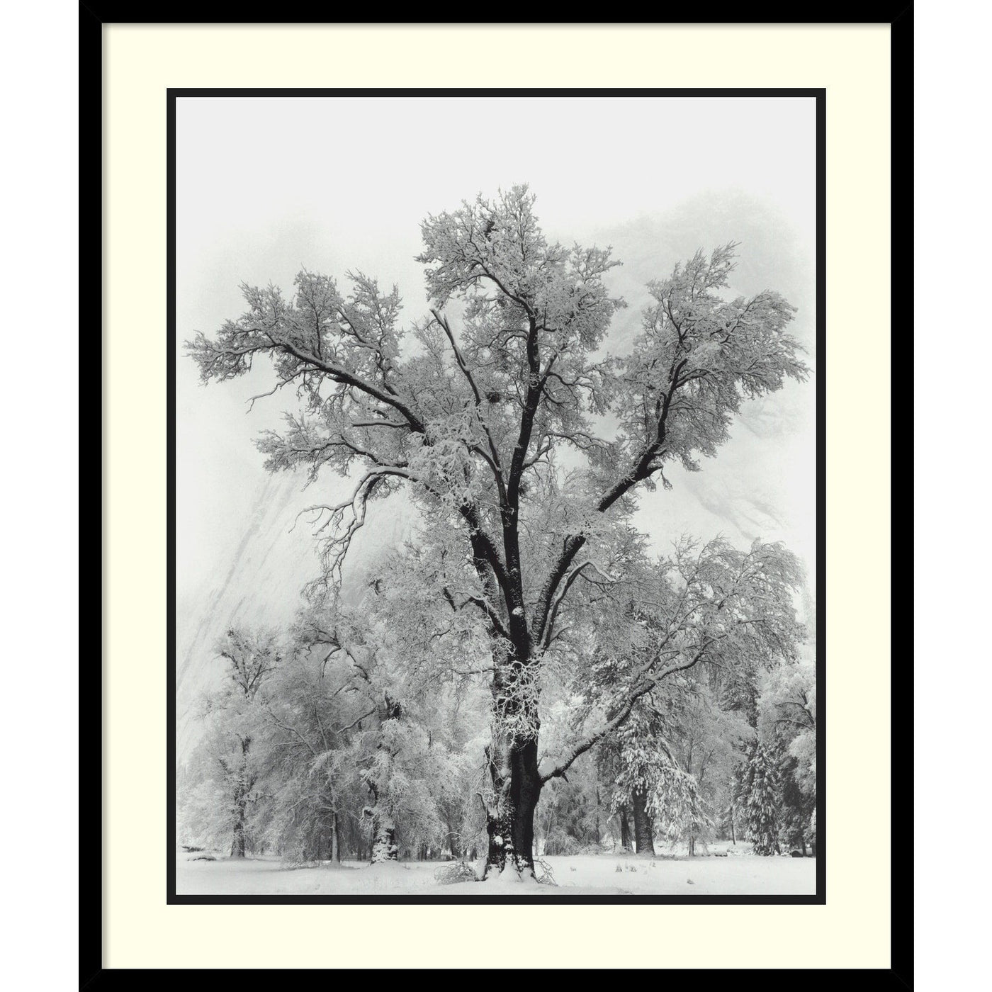 Impression encadrée « Chêne, tempête de neige, parc national de Yosemite - 1948 » par Ansel Adams, 68,5 x 81,3 cm